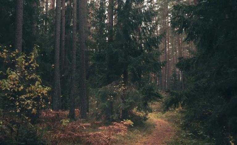 Brīvdienas Latvijas dabas takās: ģimenes maršruta plānošana 12.–13. septembrī
