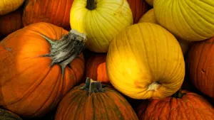 Krāsaina ķirbju raža rudens gadatirgū, kas simbolizē Latvijas Miķeļdienas tradīcijas un bagātīgo rudeni.