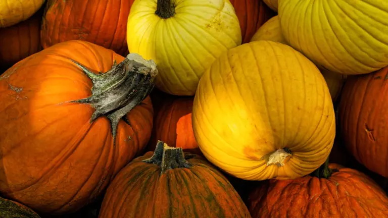 Miķeļdiena 29. septembrī: baznīcas datums un rudens tradīcijas