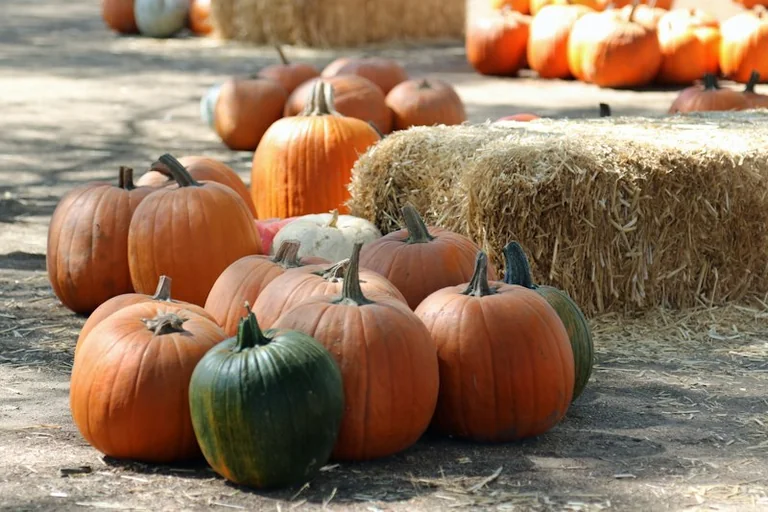 Miķeļdiena 29. septembrī: baznīcas datums un rudens tradīcijas