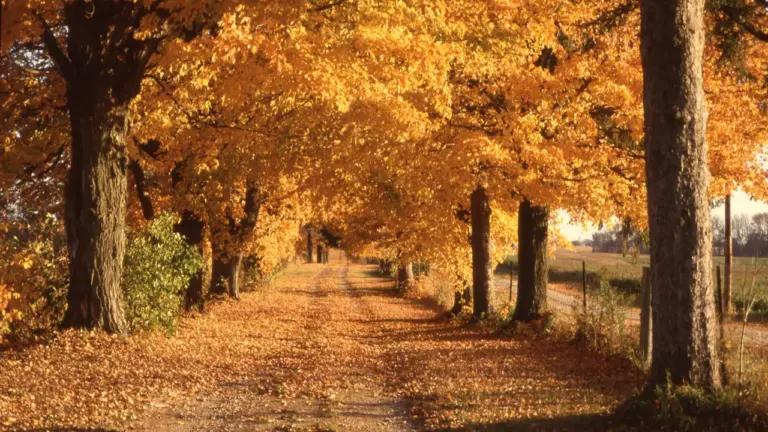 11. oktobris Latvijas vēsturē: ko atklāj rudens avoti